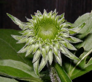 Young composite flower head of Echinacea purpurea.