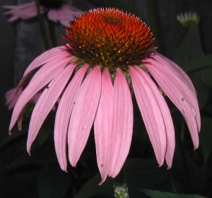 Swept back petals of Purple Coneflower with its orange disc flowers.