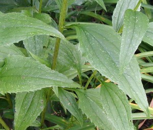 Toothed leaves of Echinacea purpurea.