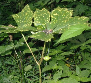 Mayapple fruit at the fork of two large umbrella-like leaves.