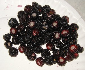 These black raspberry fruits were juicy and delicious.