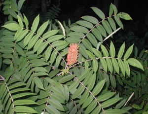 Smooth sumac berry cluster and several leaves with many untoothed leaflets.
