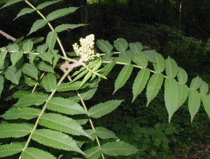 Compound leaves of Staghorn Sumac with many pairs of toothed leaflets.
