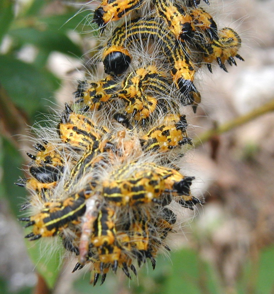 black caterpillar with yellow stripes