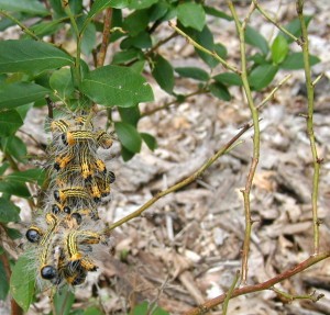 Large grouping of caterpillars huddled on one stem near other stems that they striped of leaves.