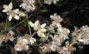 Sweet everlasting flowers gone to seed.