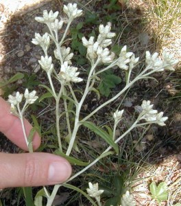 Branching flower heads of Sweet Everlasting.