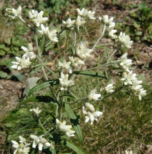 White cottony flower heads of Sweet Everlasting.