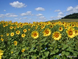 Sunflowers on a sunny day