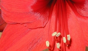 Big red bloom of amaryllis.