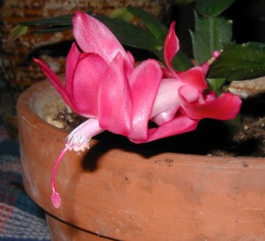 Pink Christmas cactus flower.