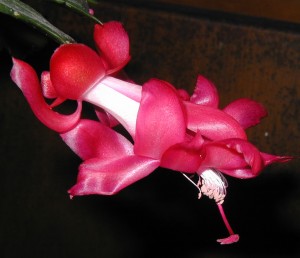 Christmas cactus in bloom.