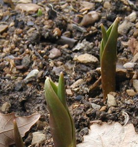 Tulips emerging from the ground.