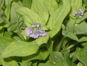 Bluebell flower buds will turn light pink as they open and then turn to blue.