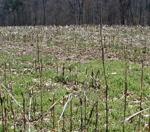Most of the green ground cover growing in this old corn field is chickweed.