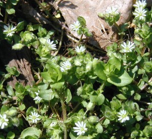 Common Chickweed flowers with five cleft white petals.