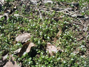 Chickweed grows low to the ground, a.k.a. groundcover.