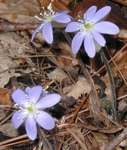 Hepatica blossoms blooming in the sunshine.