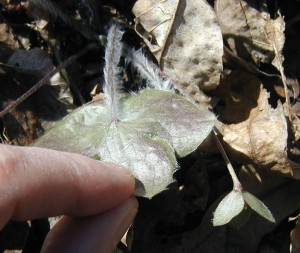 The underside of the hepatica leaf is fuzzy and the flower stem has many long hairs.