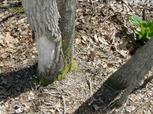 Large wounded tree marks location of hepatica plants. Skunk cabbage included in photo to mark tree's location near the creek. 