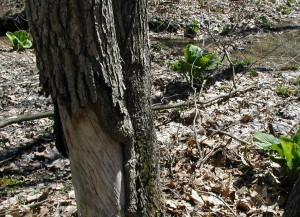 Image shows the relative location of the wounded hepatica tree near the creek.