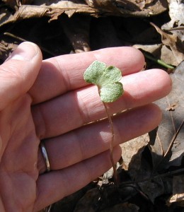 Small upright leaf of hepatica.