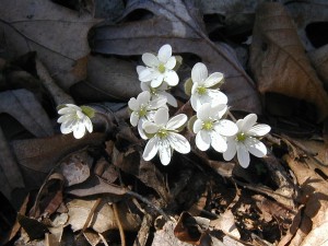 Gorgeous hepatica flowering white in the sunlight!