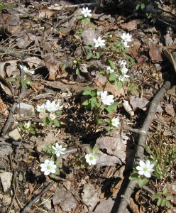 Several windflowers with single blossoms. Others have up to four blooms.