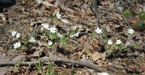 Different view of the rue anemone flowers in the preceding photo.