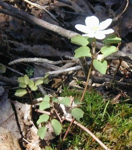 Leaf types in Rue Anemone include those in a whorl under the flowers and compound basal leaves with three leaflets each.