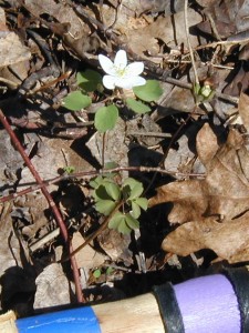 Rue anemone next to my walking stick with inch-long increments.