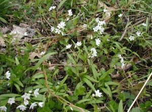 Spring beauty flowers as it creeps along the forest floor.