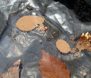 Roundish flotillas of springtails.