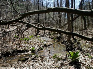 A downstream look at the babbling brook.