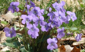 Large Northern Downy Violet plant with many blooms.