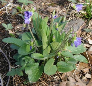 Mature northern downy violet with many leaves and blossoms. Several flowers have yet to bloom. Leaves without notches at base.
