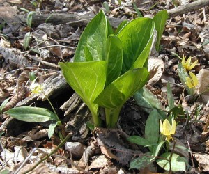 Trout Lilies can often be found near Skunk Cabbage in wetland areas.
