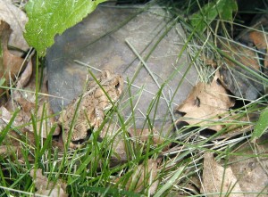 A garden visitor we like to see - they eats lots of insects - American Toad, Bufo americanus.