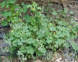 Yellow oxalis, Oxalis stricta, plant developing its candle-shaped seed pods.