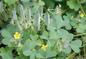Close up view of sour grass, Oxalis stricta, seed pods.