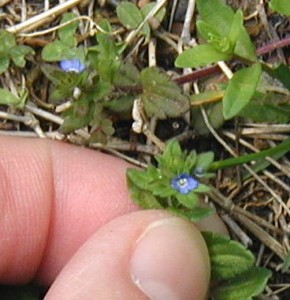 Tiny blue flowers magnified 3X.