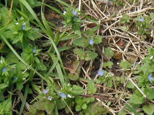 Tiny blue flowers appear at the end of maroon-colored runners.