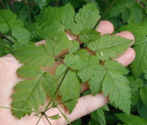 Compound leaves of anise root.