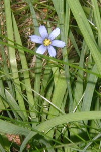 Flower petals are adorned with pointed tips.