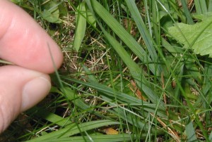 Leaf blades of blue-eyed grass.