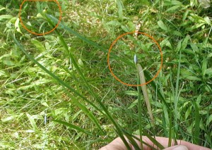 Blue-eyed grasses easily hide among the grass in the lawn, especially when not in flower.