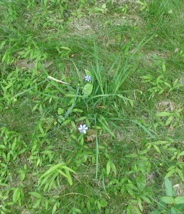 Blue eyes are open in the grass by the afternoon.