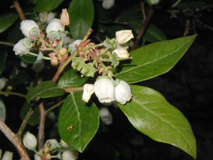 Flowers of a Duke Blueberry, V. corymbosum, are quite similar to the lowbush blueberry, except that these highbush blueberry blossoms are pure white. The stems attain their woody character with age.