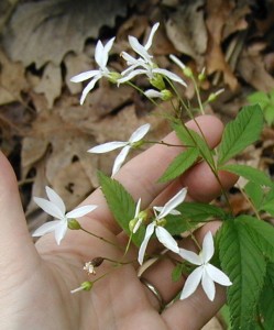 White, five-petaled flowers of Bowman's Root.