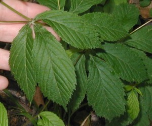 Triplicate leaves of Bowman's Root.
